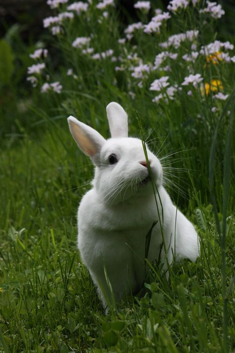 Rabbit and flowers Green Ember, Rabbit And Flowers, Spring Animals, Sugar Gliders, Roger Rabbit, White Rabbits, Tall Flowers, Painting Subjects, Bunny Rabbits