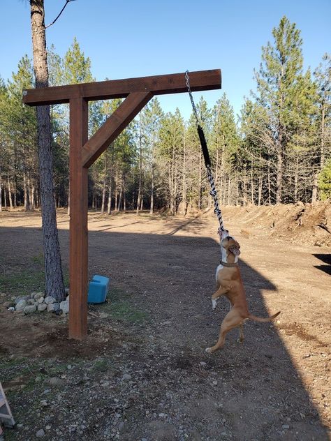 Outdoor Dog Area, Dog Boarding Ideas, Backyard Dog Area, Puppy Playground, Dog Play Area, Indoor Dog Park, Hotel Pet, Dog Friendly Backyard, Dog Boarding Facility