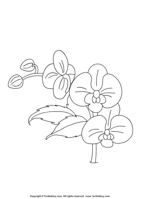 Orchid Coloring Page #Spring #ColoringSheets #Kids #Coloring #Artsandcrafts #TurtleDiary Simple Car Drawing, Orchid Drawing, Orchids Painting, Peacock Feather Tattoo, Diy Photo Book, Flower Drawing Tutorials, Pokemon Coloring Pages, Feather Tattoo, Pokemon Coloring