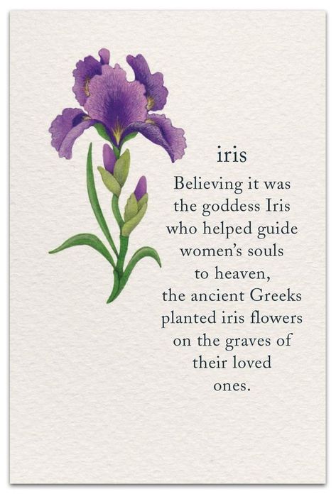 Happy Birthday Iris Flower, Purple Iris Meaning, Purple Iris Tattoo, Purple Iris Flowers, Materi Bahasa Jepang, Condolence Card, Flower Meanings, Symbols And Meanings, Iris Flower