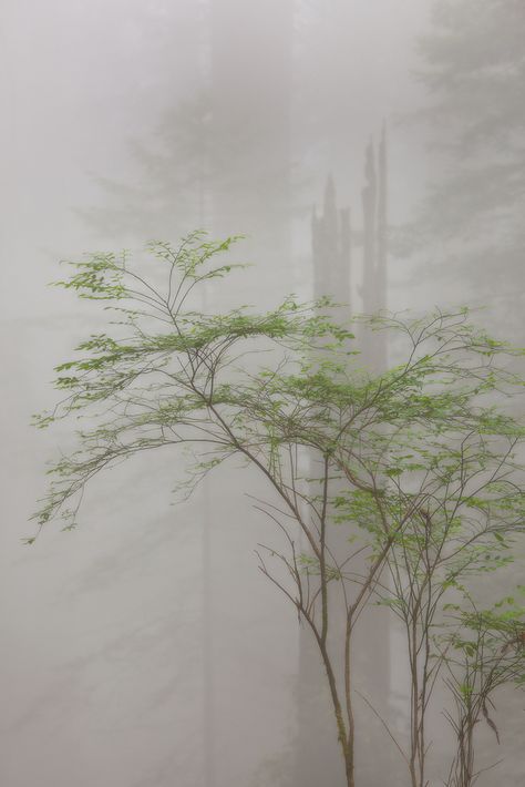 Fog Photography, Arte Fantasy, Beautiful Tree, Enchanted Forest, Mother Earth, Beautiful World, Mother Nature, Beautiful Photo, Beautiful Nature