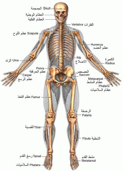 Skeleton Gif, Doctor Quotes Medical, Tafsir Coran, Health Facts Fitness, Basic Anatomy And Physiology, Nurse Study Notes, Medical Videos, Biology Facts, Weather Quotes