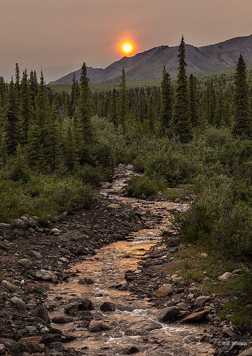 Sky Mountain, Mountain Stream, Denali National Park, Body Form, Alaska Travel, Take A Hike, Us National Parks, Vacation Trips, Travel Usa