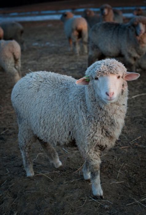 ten month old purebred Saxon Merino ewe lamb - Catskill Merino Sheep Farm Sheep Head, Baa Baa Black Sheep, Sheep Breeds, Merino Sheep, Counting Sheep, Sheep Farm, Sheep And Lamb, Business Venture, Farm Yard