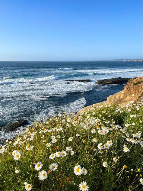 Flower Beach Aesthetic, Norcal Beach Aesthetic, Summer San Diego, San Diego Summer, La Summer, California Beach Aesthetic, San Diego Aesthetic, San Diego Brunch, Point Loma San Diego