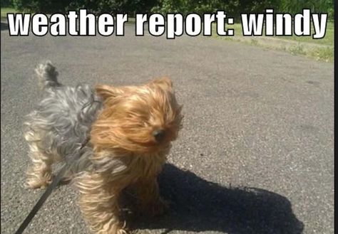 The Funniest 'Windy Day' Photos Ever Yorkshire Terrier Funny, Funny Weather, Dog Jokes, Yorkie Lovers, Yorkie Dogs, Yorkshire Terrier Puppies, Terrier Puppies, Yorkie Puppy, Funny Animal Pictures