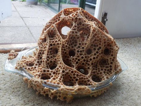 Wasp Nest, Baby Bats, Interesting Images, Fun Times, Wasp, Bee Hive, Lily Pads, Glass Bowl, Ants