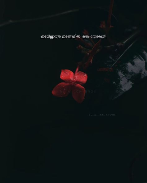 Malayalam Instagram Captions, Period Quotes, Filmy Quotes, Famous Book Quotes, Feel Better Quotes, Rumi Poetry, Kerala Travel, Short Instagram Quotes, Love Captions