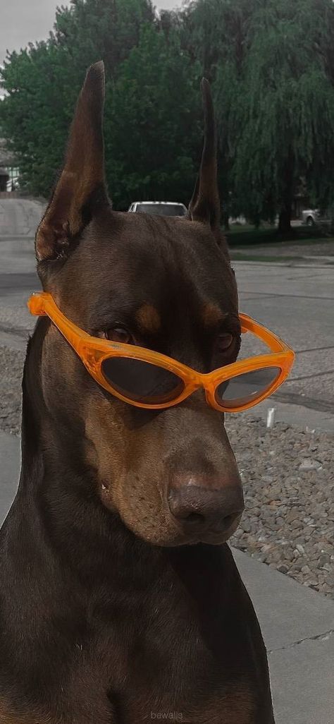 Doberman, Orange