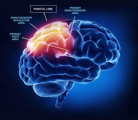 CBC.ca - Interactive: Map of the human brain Occipital Neuralgia, The Human Brain, Brain Stem, Brain Exercise, Binaural Beats, Brain Damage, Central Nervous System, Brain Power, Human Brain