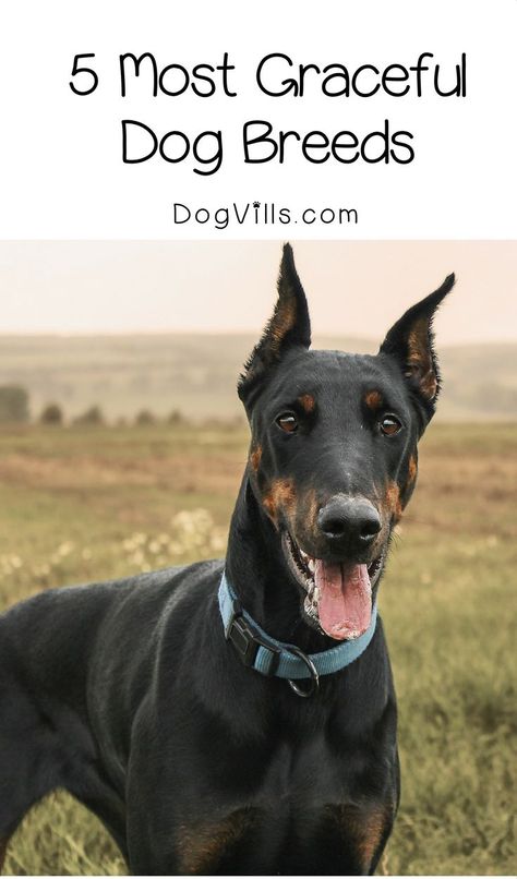 All dogs are gorgeous in their own way, but some are just incredibly elegant. Check out our picks for the top five most graceful dog breeds! Doberman Pinscher Blue, Shadow Dog, Elegant Dog, Military Dog, Dog Best Friend, Working Dog, Doberman Dogs, Best Dog Training, Best Dog Breeds