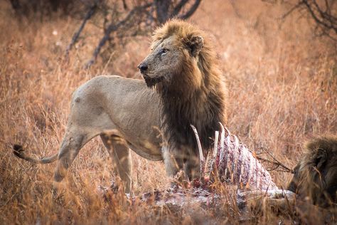 A lion eats, the other one listens the nature Lion Eating Prey, Lion Eating, Lions Den, Lion's Den, Lion Pride, Pirate Woman, Kandy, Ap Art, A Lion