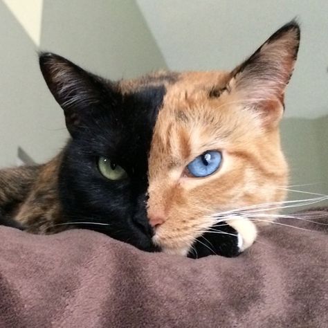 Meet Venus, The Two-Faced Cat! (VIDEO AND PICTURES) Chimera Cat, Face Chat, Two Faced Cat, Image Chat, Jolie Photo, Cat Wallpaper, Cute Kittens, Adorable Pets, Cat Care