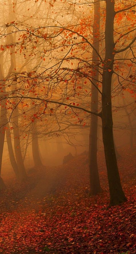 Postcard Ideas, Autumn Magic, Mystical Forest, Nature Scenery, Autumn Scenes, Season Of The Witch, Autumn Scenery, Autumn Beauty, Fall Pictures