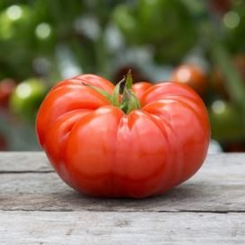 Heirloom Tomato Seeds | Heirloom Seeds by the Packet or in Bulk | Eden Brothers Tomato Seed, Determinate Tomatoes, Beefsteak Tomato, Seed Packaging, Buy Seeds, Canning Tomatoes, Tomato Vegetable, Organic Tomatoes, Seed Germination