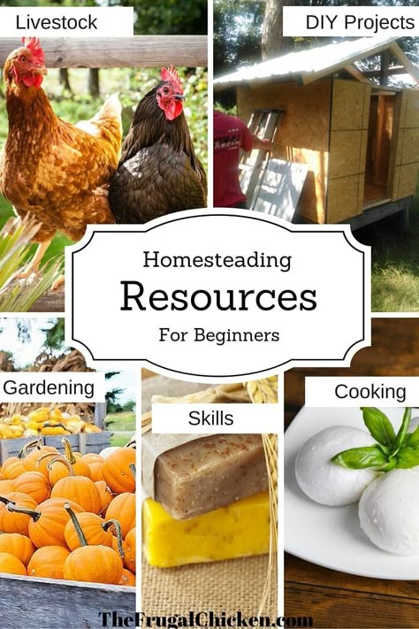 Homesteading Resources For Beginners Gardening Diy Projects, Organic Fertilizers, Modern Homesteading, Homesteading Diy, Homestead Farm, Garden Cooking, Raising Backyard Chickens, Homestead Gardens, Gardening Diy