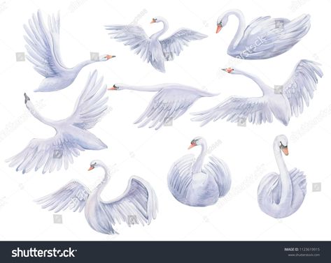 Watercolor painting of all forms of swans, flying, resting swansforms#painting#Watercolor#resting Swans Flying, Swan Drawing, Swan Tattoo, Realistic Animal Drawings, Pachira Aquatica, Chinese Drawing, Fly Drawing, Swan Painting, Swans Art