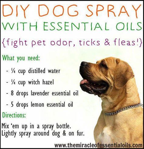 Essential Oil Dog Spray, Diy Dog Spray, Dogs Hacks, Dogs Room, Diy Dream Catcher, Pet Remedies, Essential Oils Dogs, Stinky Dog, Dog Spray