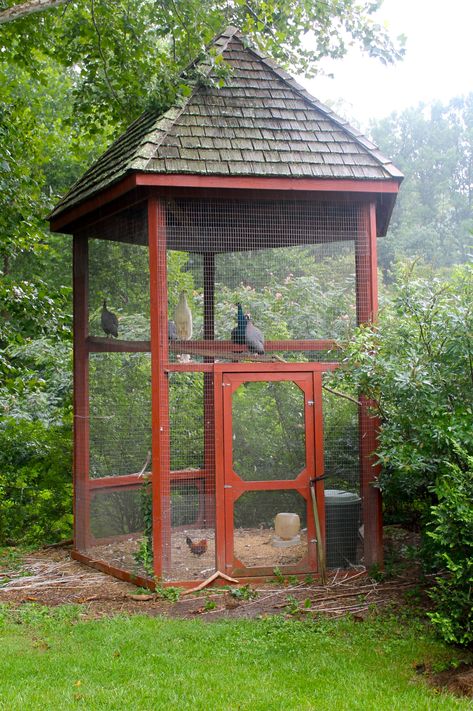 Quail Coop, Raising Quail, Chicken Pen, Chicken Farming, Apple Mint, Coop Design, Bird Aviary, Farm Stuff, Building A Chicken Coop