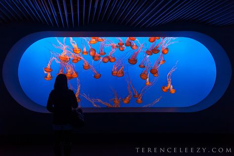 Aquarium Of The Pacific, Aquarium Date, Aquarium Pictures, Monterey Bay Aquarium, World Water Day, Blue Lines, Jelly Fish, Aquatic Animals, The Aquarium