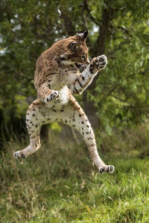 Lynx Jumping, Bobcat Pictures, Crazy Dance, Eurasian Lynx, Dancing Cat, Cat Family, Animal Photos, Large Cats, Lynx