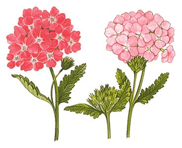 Verbena Verbena Drawing, Red Verbena, Verbena Flower, Mughal Motifs, Rock Painting Flowers, Plant Names, Flowers Paintings, Borders Design, Digital Borders Design