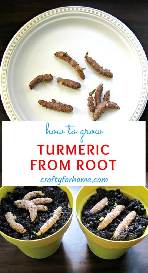 How To Plant Turmeric Root, Grow Turmeric From Root, How To Grow Tumeric Indoors, How To Grow Turmeric In A Pot, How To Store Turmeric Root, Planting Tumeric How To Grow, Turmeric Plants How To Grow, Turmeric Root How To Use, Turmeric Root Recipes