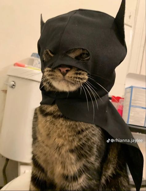 Bat Cat Pfp, Meme Chat, Bat Cat, Funny Looking Cats, Image Chat, Funny Animal Photos, Silly Cats Pictures, Cute Cats Photos, Silly Animals