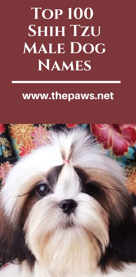 Here are the complete list of the Top 100  Shih Tzu Male Dog Names: #shihtzus #shihtzusmaledogs #shihtzusdogs #shihtzusnames #maleshihtzusnames Shih Tzu Male Haircuts, Male Shitzu Haircuts, Shitzu Haircuts Boy, Male Shih Tzu Grooming Styles, Shih Tzu Names, Male Dog Names Unique, Puppy Names Unique, Boy Puppy Names, Pet Names For Dogs