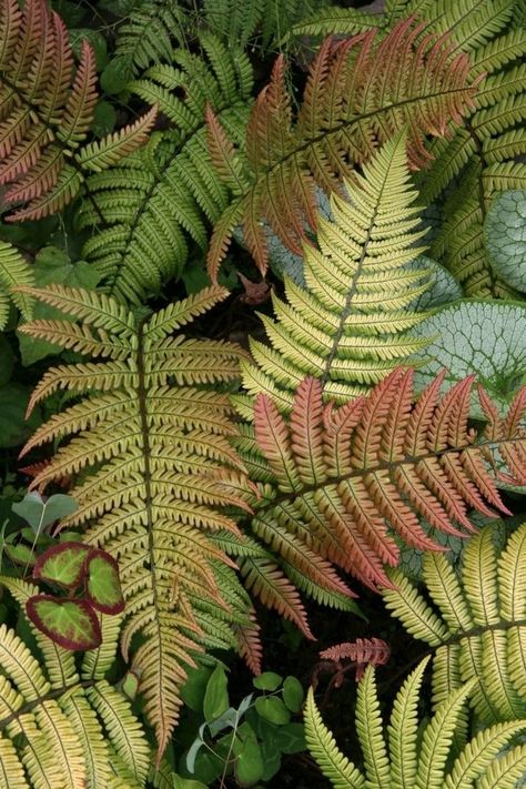 Northwest Garden, Ferns Garden, Formal Garden, Woodland Garden, Shade Plants, Pretty Green, Shade Garden, Dream Garden, Plant Life