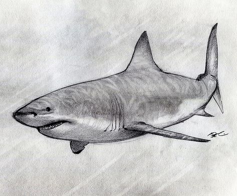 Great White Shark sketch | Rob Alicea | Flickr Great White Shark Drawing, Shark Sketch, Animals Aesthetic, Photos Animals, Wallpaper Animals, Aesthetic Animals, Shark Drawing, Animals Drawing, White Animals