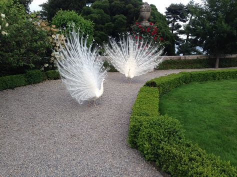 Peacock In Garden, White Peacocks, Film Alice In Wonderland, Peacock Garden, Dream Wedding Decorations, Wedding Planning Decor, Nursery Room Inspiration, Beautiful Patios, Magical Garden