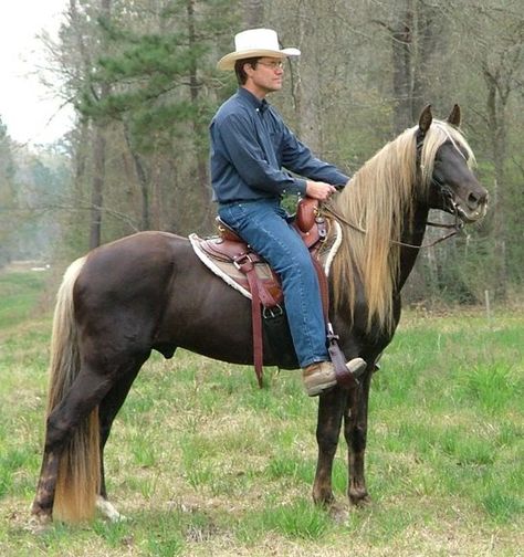 Chocolate Palomino, Rocky Mountain Horse, Rare Horse Breeds, Liver Chestnut, Farm Work, Mountain Horse, Horses Breeds, Horse Ears, Morgan Horse