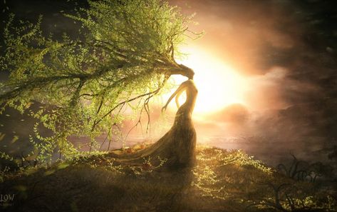 La femme saule | conte japonais - le site du Japon Composition Writing, Fantasy Music, Fantasy Tree, Tree Woman, Weeping Willow, Writing Ideas, Willow Tree, Beautiful Tree, Tree Art