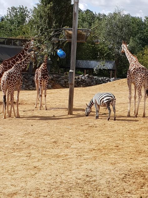 Colchester zoo last summer 2024 Vision, Over The Years, Vision Board, Collage, Animals, Pins