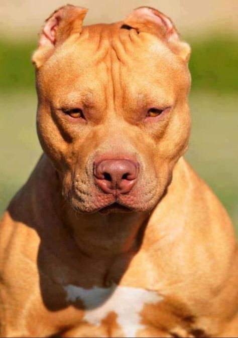 Chocolate red~nosed pitbull...what a beautiful dog! Dog Cat Tattoo, Pitbull Tattoo, American Bullies, Pitt Bulls, Red Nose Pitbull, Bully Breeds Dogs, Nanny Dog, American Pitbull, Dog List