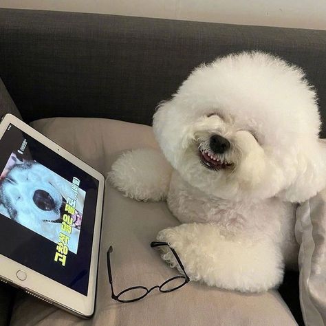 Bichon Dog, Bichon Frise Puppy, Every Dog Breed, Bichon Frise Dogs, Super Cute Puppies, Cute Small Animals, Pets 3, Happy Puppy, Smiling Dogs