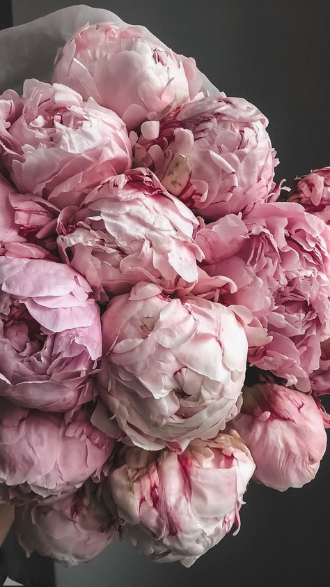 Piones Flowers Aesthetic, Peony Aesthetic Wallpaper, Peonies Wallpaper, Era Victoria, Wallpaper Beautiful, Look Rose, Nothing But Flowers, Flowers Beautiful, Flower Therapy