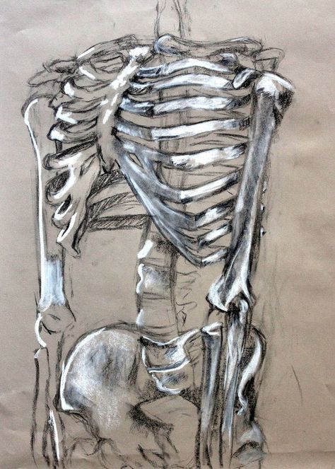 Clara Lieu, Skeleton Drawing Assignment, conte crayon on toned paper, RISD Project Open Door, 2015. Anatomical Skeleton Drawing, Creative Skeleton Drawing, Tone And Form Gcse Art, Art On Toned Paper, Natural Structures Art, Time A Level Art, Skeleton Charcoal Drawing, Tone In Art, Charcoal On Toned Paper