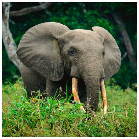 3 - African Forest Elephant Congo Rainforest, Forest Elephant, African Forest, African Forest Elephant, Animal Reference, African Elephant, Zebras, Big Cats, Mammals