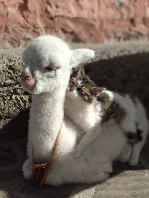 30 Funny Cat Pics – Funnyfoto | Funny Pictures - Videos - Gifs - Page 11 #funnycats Fluffy Llama, Peru Alpaca, Spirit House, Regnul Animal, Baby Llama, Cat Baby, Animals Friendship, Baby Animals Funny, Funny Cat Pictures