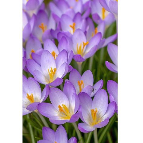 Crocus Flower Wallpaper, Violets Wallpaper Flower, Spring Flower Photography, Pretty Flowers Photography Nature, Crocus Wallpaper, Violet Flower Photography, Beautiful Flowers Pictures Nature, Flowers Close Up, Most Beautiful Flowers Photography