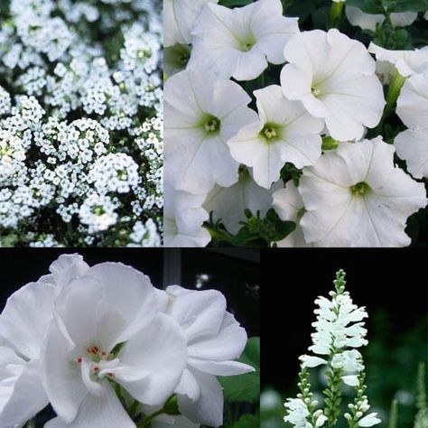 Obedient Plant, White Container, Container Gardening Ideas, Container Garden Design, Container Gardening Flowers, Fragrant Plant, Moon Garden, Container Gardening Vegetables, Container Gardens