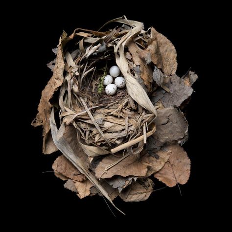 Sharon Beals: Images of bird nests from around the world (PHOTOS). Nest Art, Bird Nests, Egg Nest, Golden Wings, Bird Eggs, World Photo, Bird Nest, Bird Feathers, Bird Houses