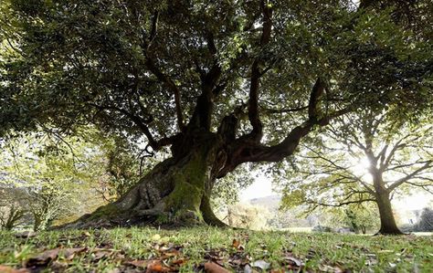 Should this County Down oak be voted the best tree in Europe? | IrishCentral.com Oc Warrior, Holm Oak, Fairy Glen, Sycamore Tree, Old Trees, Beautiful Forest, Emerald Isle, The Meadows, Ireland Travel