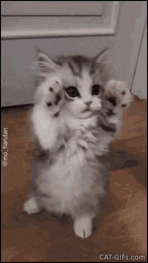 Söt Katt, Kitten Gif, Baby Kittens, Cute Cats And Kittens, Cute Kittens, Pretty Cats, Jelly Beans, Beautiful Cats