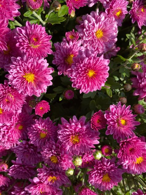 #Purple #Mums #NJ #Flowers Purple Mums, Mums Flowers, Flowers Purple, Jaguar, Bouquets, Violet, Purple, Plants, Flowers