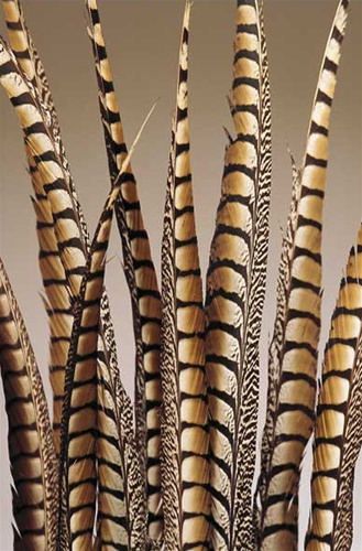 Pheasant Feathers, Feather Art, Tail Feathers, Floral Supplies, Fly Tying, Patterns In Nature, Pheasant, Bird Feathers, Beautiful Creatures