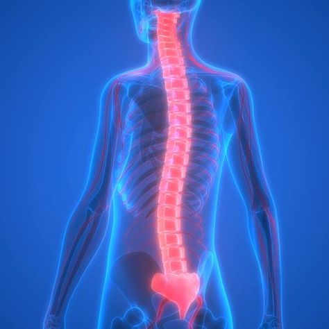 Human Skeleton with Nervous System, spinal chord highlighted Spinal Cord Anatomy, Medical Journals, Train Your Brain, Spinal Cord, Mayo Clinic, Anatomy And Physiology, Neuroscience, Nervous System, Pharmacy