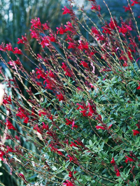 Bush Sage - Salvia is an all-around great plant. It's very tough, grows well in a range of conditions, produces beautiful flowers, and attracts hummingbirds. What's not to love? 'Raspberry Delight' offers gorgeous raspberry-red flowers over a long season: From late spring to early fall. Perennial Bushes, Prairie Planting, Drought Tolerant Perennials, Drought Resistant Plants, Drought Tolerant Garden, Drought Tolerant Landscape, Garden Shrubs, Late Spring, How To Attract Hummingbirds